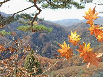 澳門狀元紅資料與未來(lái)的展望（2025年），澳門狀元紅資料及未來(lái)展望（至2025年）