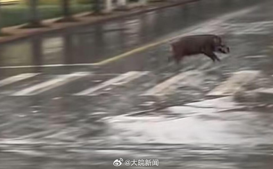 池州一高校內(nèi)驚現(xiàn)狂奔野豬，事件回顧與生態(tài)警示，池州高校野豬狂奔事件，回顧與生態(tài)警示