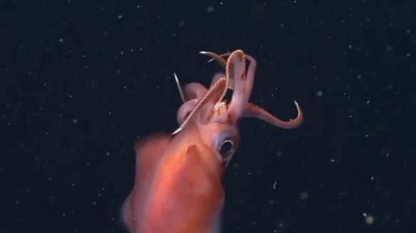 深海水族館隱藏魚最新發(fā)現(xiàn)，探索未知的深海奇跡，深海新發(fā)現(xiàn)揭秘，未知水族館隱藏魚種，探索深海奇跡之旅