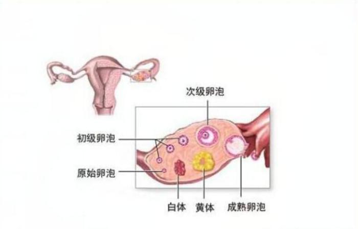 如何預(yù)防黃體破裂，如何預(yù)防黃體破裂的方法與措施