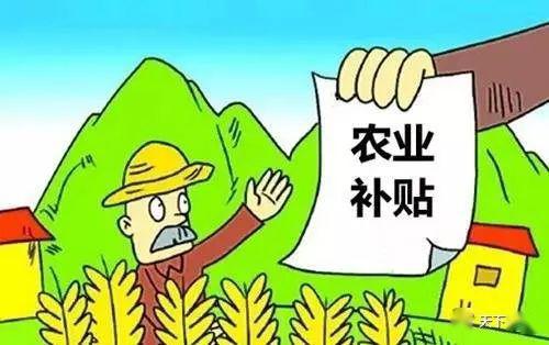 最新水稻補貼政策及其影響分析，最新水稻補貼政策及其影響深度解析