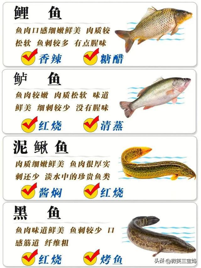 魚類行為與生存策略，適應(yīng)環(huán)境的智慧展現(xiàn)，魚類行為與生存策略，展現(xiàn)適應(yīng)環(huán)境的智慧