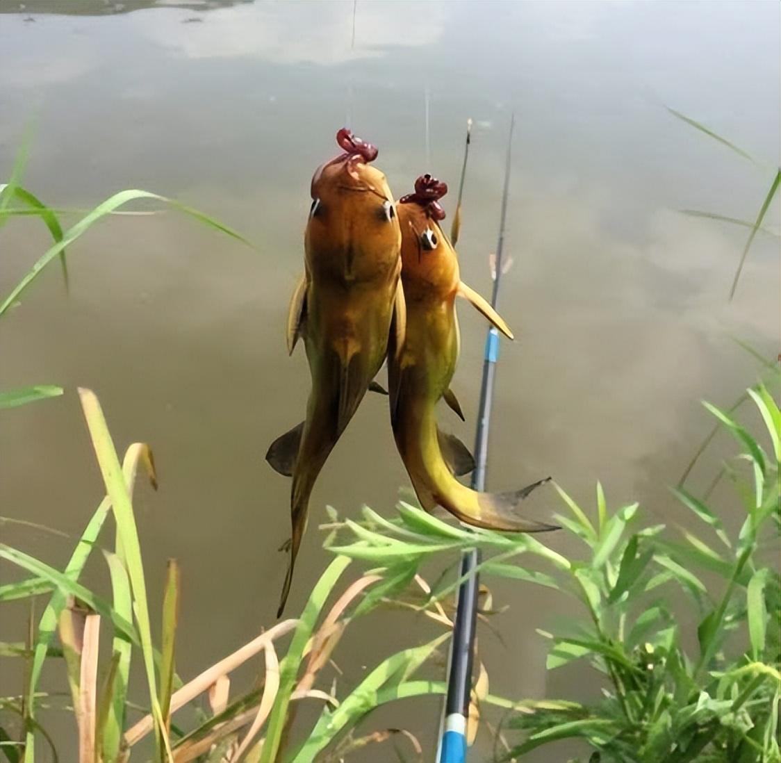 釣魚技巧分享，提高釣魚成功率的關(guān)鍵要素，揭秘釣魚技巧，提升成功率的關(guān)鍵要素解析