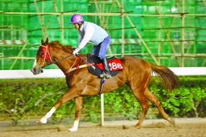 關(guān)于澳門特馬今晚開獎的討論，澳門特馬今晚開獎討論背后的犯罪風(fēng)險警示