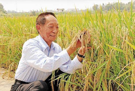 袁隆平最新研究，探索農(nóng)業(yè)科技的未來之光，袁隆平最新研究揭示農(nóng)業(yè)科技未來之光