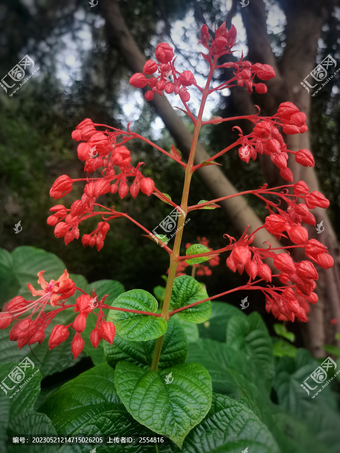 狀元紅97049精準(zhǔn)資料，探索與解析，狀元紅97049精準(zhǔn)資料深度解析與探索