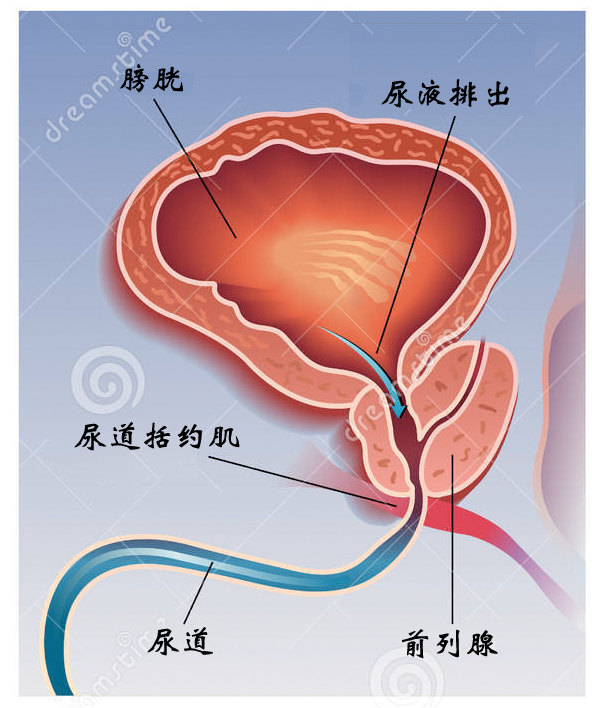 前列腺增大，藥物治療的選擇與效果分析，前列腺增大，藥物治療選擇與效果解析