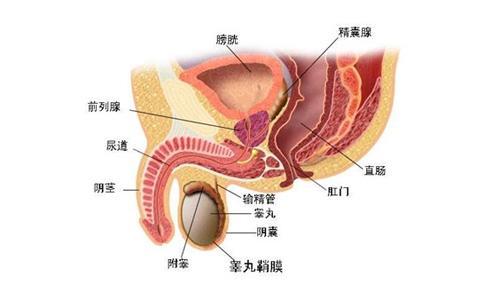 前列腺結(jié)石的治療方法及其重要性，前列腺結(jié)石的治療方法及其重要性解析