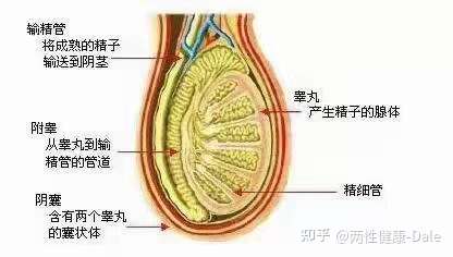 關(guān)于睪丸酮能否促進(jìn)二次發(fā)育的問題探討，關(guān)于睪丸酮對二次發(fā)育影響的探討（敏感話題，請謹(jǐn)慎處理）