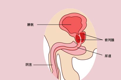 前列腺的位置示意圖及其相關(guān)知識解析，前列腺位置示意圖詳解與相關(guān)知識全面解析