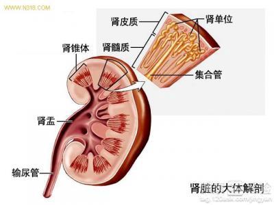 女性腎虛的原因及其影響，女性腎虛的原因與影響解析