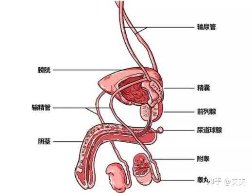 男性生長(zhǎng)器官怎么促進(jìn)發(fā)育