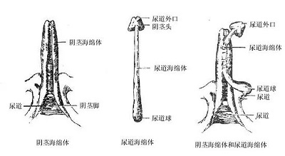 武打技巧促進海綿體生長，武打技巧與海綿體生長，涉黃問題的警示與探討