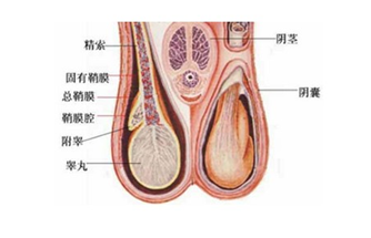 睪丸突然疼痛一會兒又不疼了，原因、影響與應(yīng)對措施，睪丸突發(fā)性疼痛的原因、影響及應(yīng)對措施解析